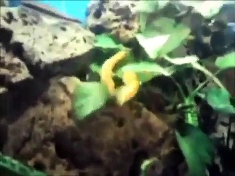 Top 10 Funny Animals 2013