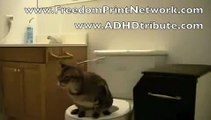 Cat pees on toilet and flushes   Amazing funny animal tricks