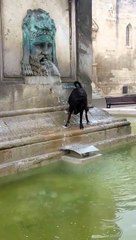 Angry dog barking a water fountain... Very Funny!!!