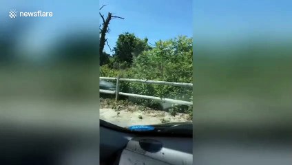 A squirrel eats the contents of a condom   Un écureuil mange le contenu d'un préservatif