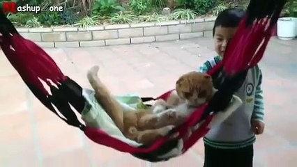 Funny Cats Acting Like Humans Compilation 2015 (2)
