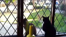 Funny Cat Tries To Attack Sister Through A Window (and Fails!)