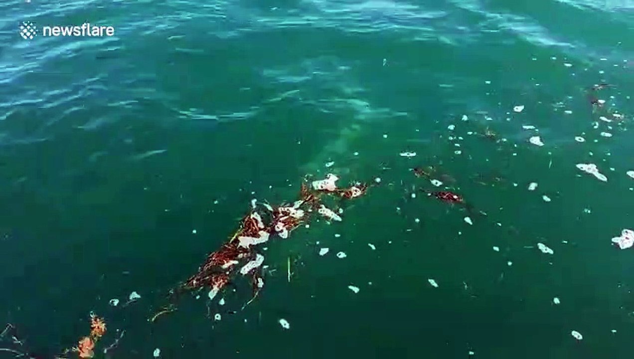 Un requin mange la queue d'un requin   A shark eats a shark's tail