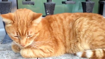 Magnifique Chat roux qui n'est pas bien réveillé