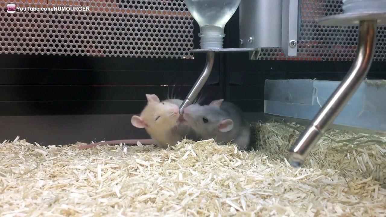 Rats domestiques avec une très grosse soif