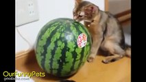 Funny Videos   Funny Cats   Funny Vines   Cool Cute Videos #3