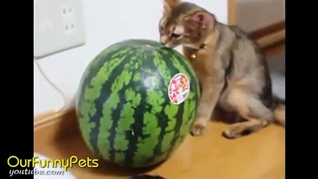 Funny Videos Funny Cats Funny Vines Cool Cute Videos #3