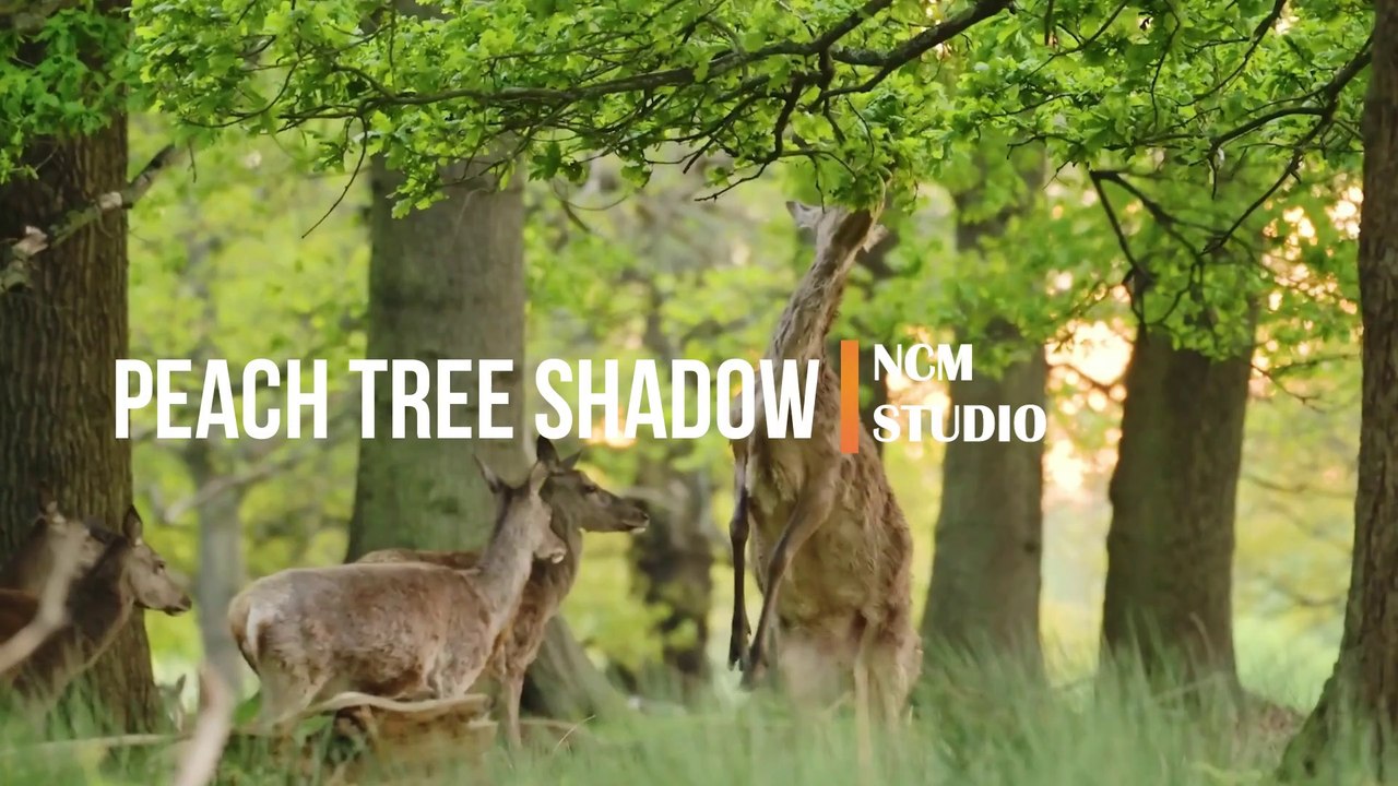 Peach Tree Shadow - Mike Block feat. Folk Physics, Ambient Music, Positive Music, Hope Music