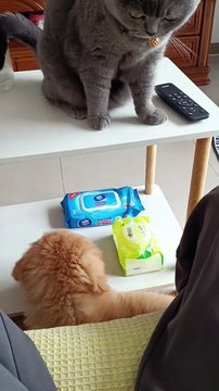 Funny Cat And Dog Fight | Cute Pets | Funny Animals #animals #pets #cats #cat #catvideos #cutepets