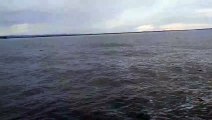 A humpback whale splashes a tourist boat (Australia)   Un baleine à bosse éclabousse un bateau de touristes