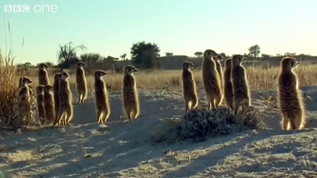 Funny Talking Animals - Walk On The Wild Side Preview - BBC One