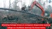 A Borneo, un orang-outan attaque un bulldozer qui détruit la forêt