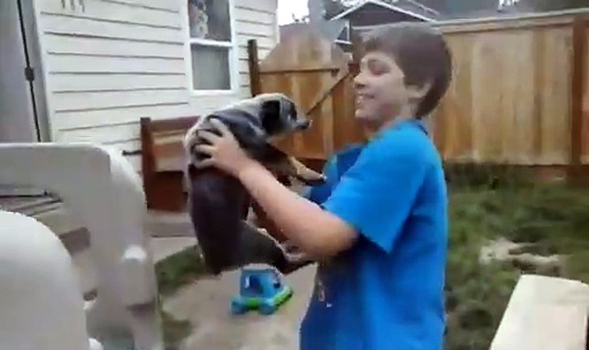 Funny dog play