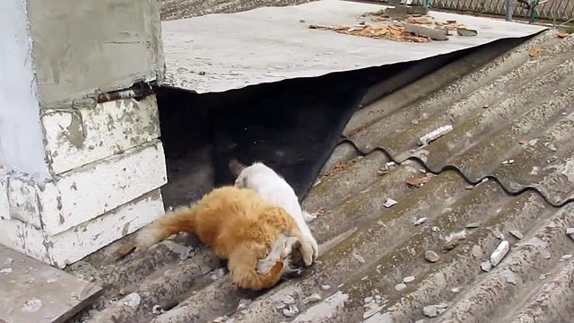 CATS FIGHTING ДРАКА КОТОВ