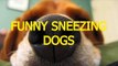Funny sneezing dogs - Animal compilation (8)