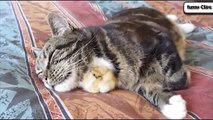 Funny Animal   Cats Adopting Baby Birds Compilation - Cats 2015