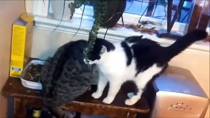 Latest Animal Funny Videos 2014 Cat Struggles To Get Past Friend Funny Videos.mp4