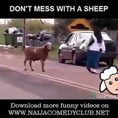 Best funny raging animal video - Don't mess with a mad sheep!!