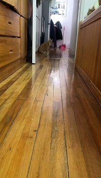 Cat Funny Moments | Funny Cats | Cute Pets | Funny Animals #animals #pets #cats #cat #catvideos #pet