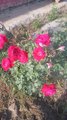 Roses garden