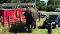Top Moment Preys Use Car To Take Down Predator To Rescue His Teammate - Leopard, Buffalo, Elephant