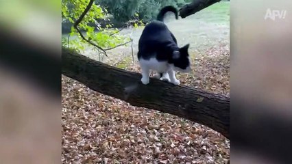 It's Time For Pup-tacular Fails!!    Funny Animals Compilation -  AFV 2023