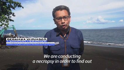 Massive sperm whale beaches itself, dies in Bali