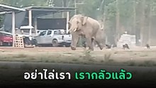 พี่เบิ้มหนีกระเจิง ! ช้างป่าเตร็ดเตร่บ้านคน เจอเจ้าถิ่นไล่วิ่งไม่คิดชีวิต
