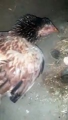 Aseel Murgha New Bread