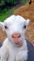 Cute goat funny video #goat #shorts #youtube #cute #reels #funny #viral #baby #bakri #funnyvideo