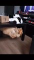 Cats fighting funny videos cute and funny cat