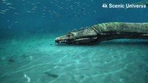 The Ocean 4K - Scenic Wildlife Film With Calming Music | Scenic Universe
