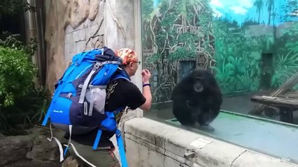 When Animals Is More Fun Than Usual -  Funny Animal Videos 2023