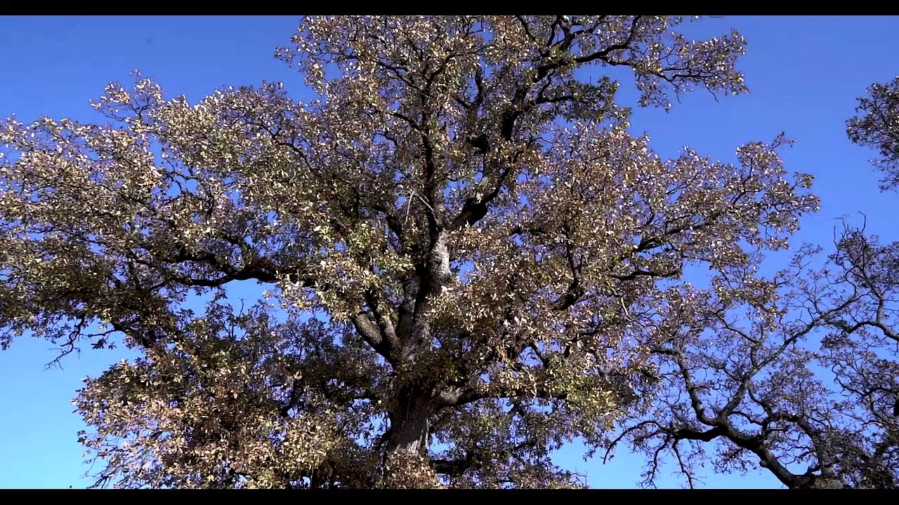 Fahrettin Aksünger - Yorgunum