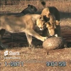 Pangolin fights off Lions by curling up! #shorts #wildlife