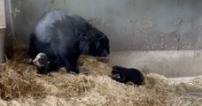 Zoo de Cerza : la sortie du nid de ces deux oursons à lunettes est tout simplement hilarante