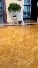 Dog met cats lovely moments heart touching video