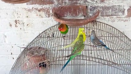 Bantam Murgi Ny Pehla Anda Dy Diya