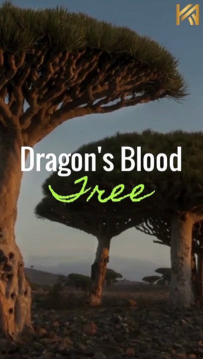 6 of the World's Most Endangered Trees Also Look the Strangest #Shorts
