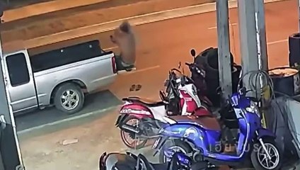 Assis à l'arrière de son pickup, il échappe miraculeusement à la mort !