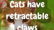 Cat Facts You Need To Know #shorts