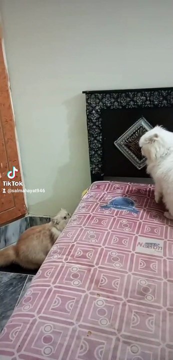 My cats