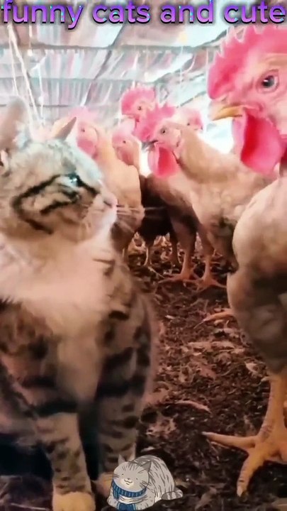 funny cats and cute!!!#funny cats,funny,cats,cute cats,funny cat videos,funny cat#--720p