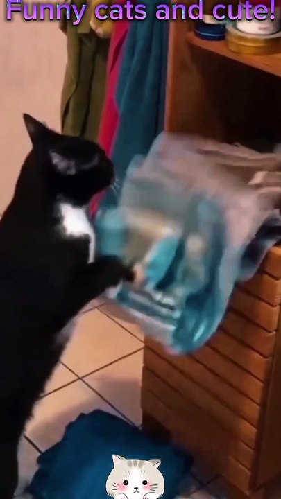 funny cats and cute!!!#funny cats,funny,cats,cute cats,funny cat videos,funny cat#-720p