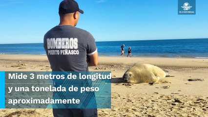 Playa de Puerto Peñasco recibe “inusual” visita, amanece con un elefante marino de 3 metros