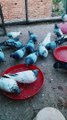 Masha Allah ❤️ || kashmiri pigeons #viral #pigeons @minizoopets