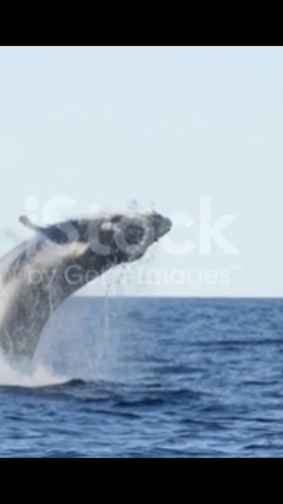 Whail is a biggest animal!! #dailymotion