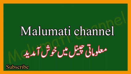 Dilchasp Islami sawal jawab in urdu | Islamic common sense paheliyan in Urdu | اسلامی سوال وجواب