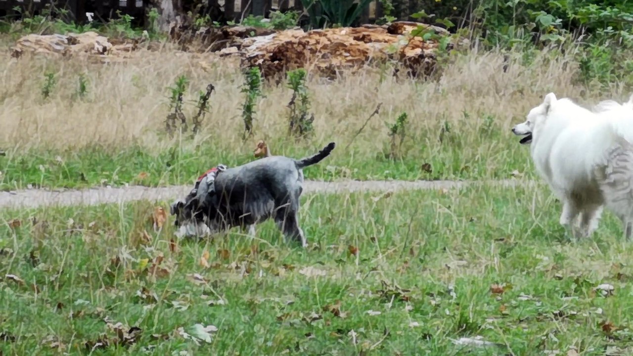 Playing with each other