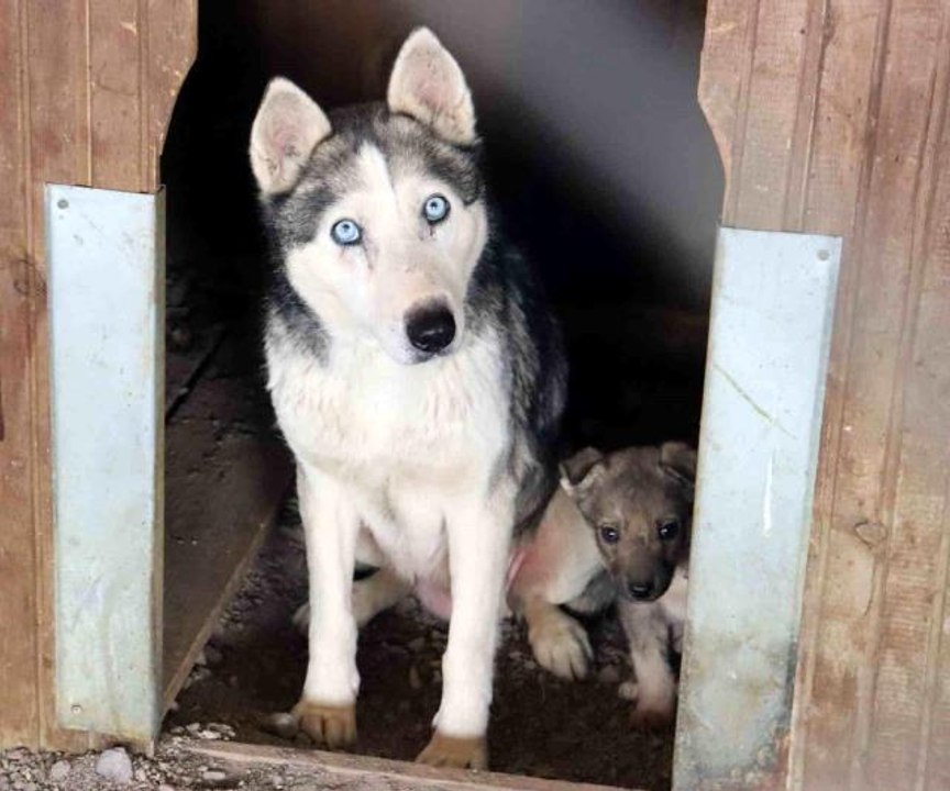 Depremzede köpekler rehabilite ediliyor